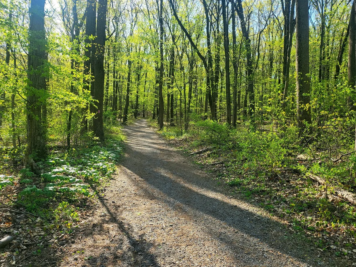 Boyd Big Tree Preserve Conservation Area - Ask AI | mindtrip
