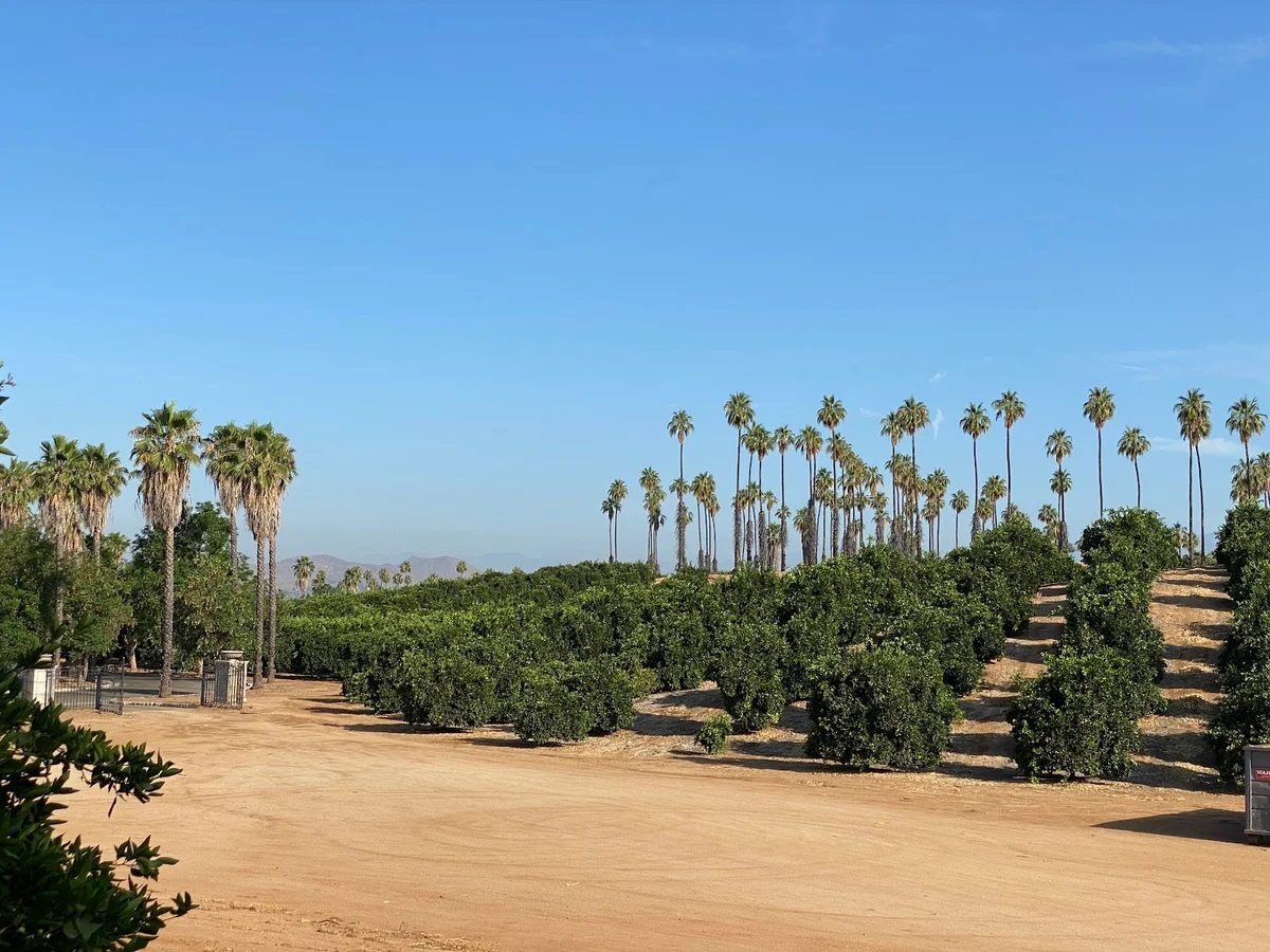 First Navel Orange Tree in Riverside | Ask Anything
