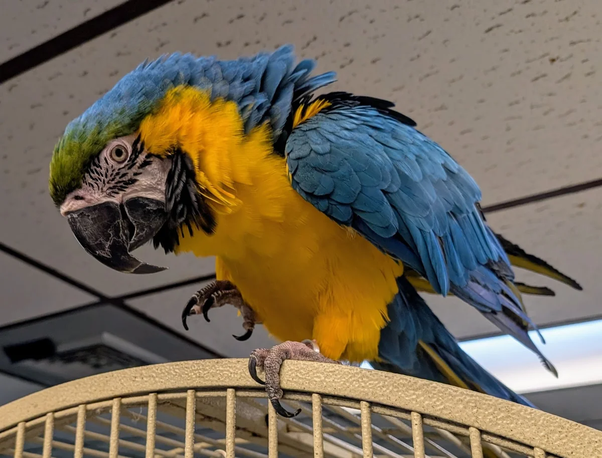 Ziggys Haven Parrot Sanctuary in Inverness | Ask Anything