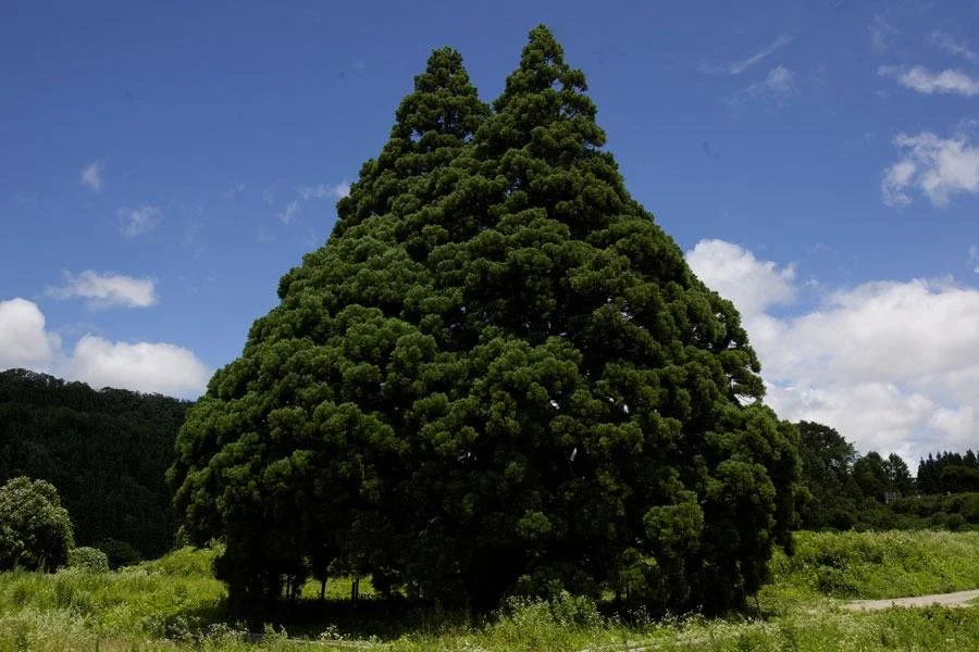 Tall Cedar Tree in Kosugi - Ask AI | mindtrip