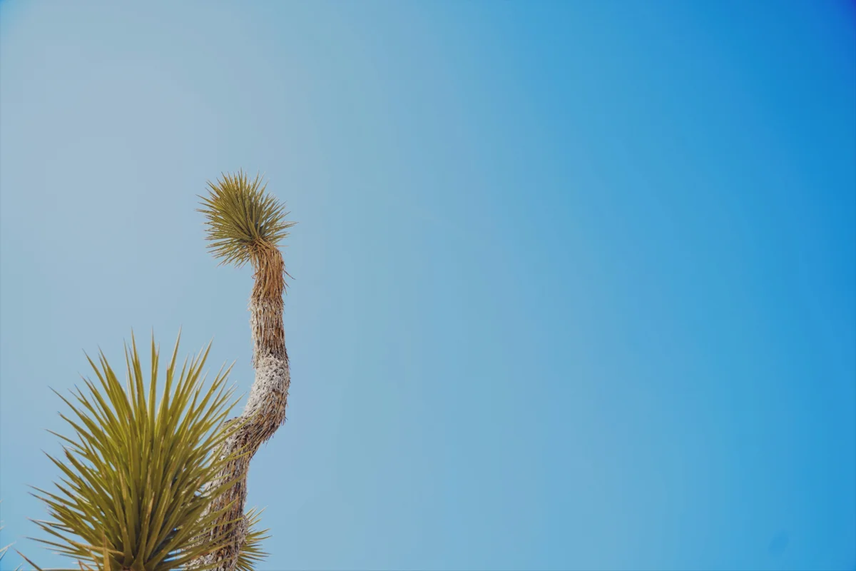 Palm Springs/Joshua Tree | Aiden Forrest
