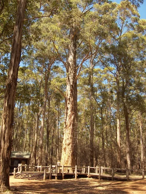 Diamond Tree in Manjimup, Western Australia | Ask Anything