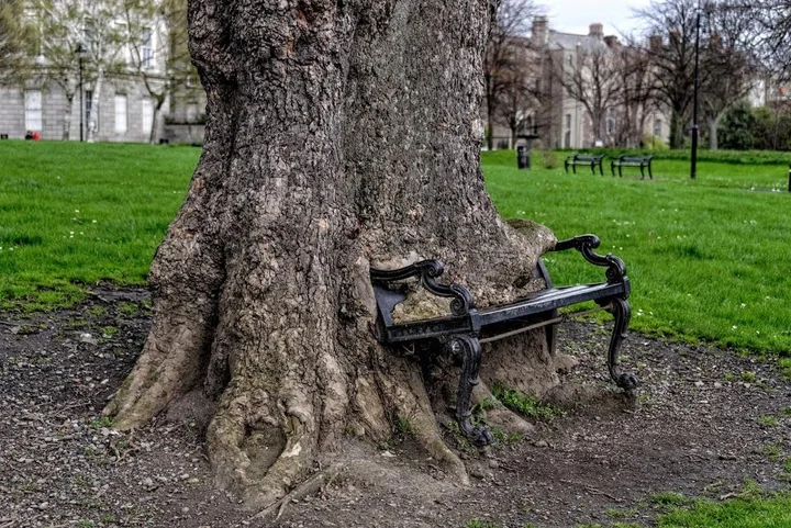 The Hungry Tree in Dublin, County Dublin - Ask AI | mindtrip