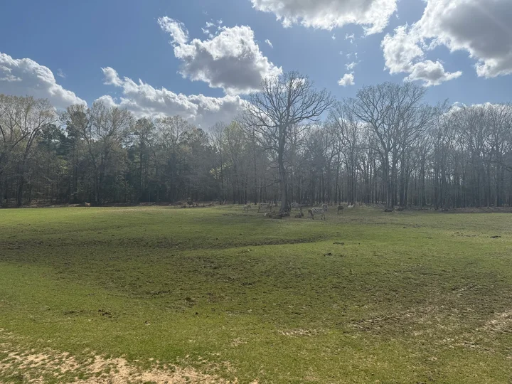Giraffe Inn & Safari in Decatur | Your Questions Answered