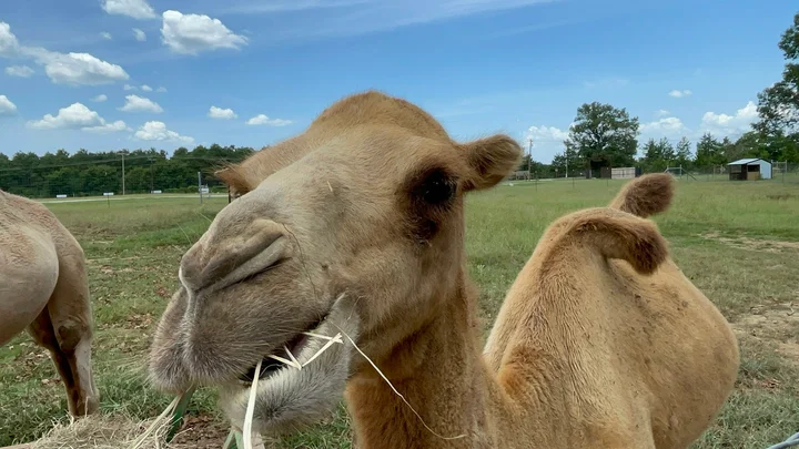 Giraffe Inn & Safari in Decatur | Your Questions Answered