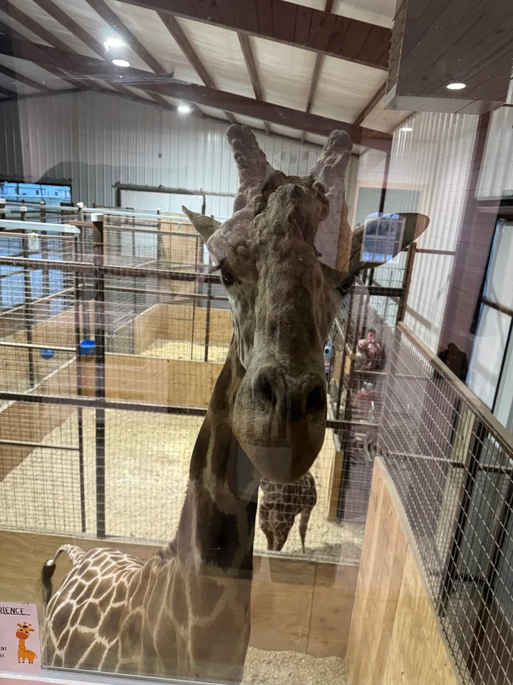 Giraffe Inn & Safari in Decatur | Your Questions Answered
