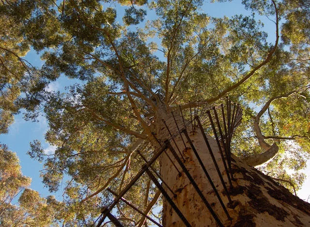 Diamond Tree in Manjimup, Western Australia | Ask Anything