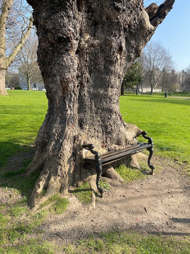 The Hungry Tree in Dublin, County Dublin - Ask AI | mindtrip