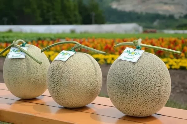 Yamazaki Melon Farm in Furano, Hokkaido - Ask AI | mindtrip