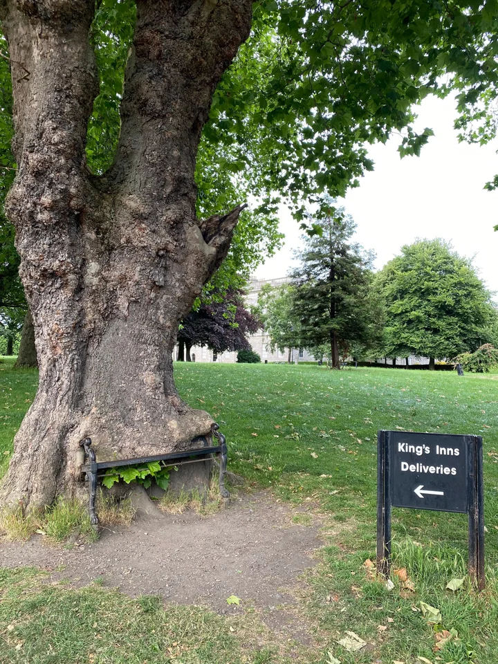 The Hungry Tree in Dublin, County Dublin - Ask AI | mindtrip