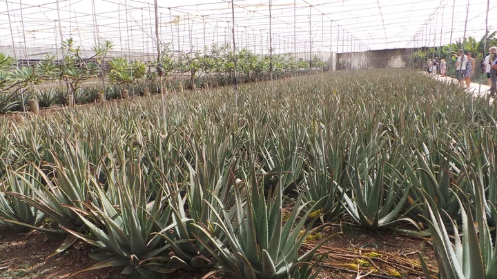 welches aloe vera gel ist das beste Aloe Vera Gel for Face main image 1