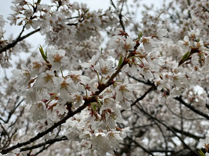 Great Cherry Tree of Tarumi in Yabu | Ask Anything