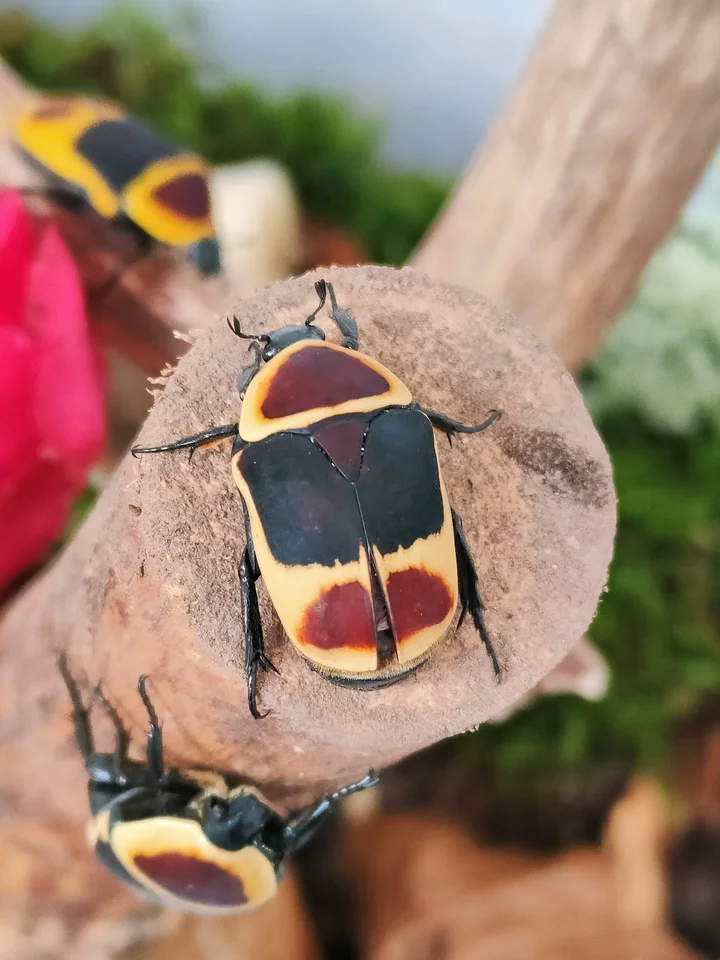 Home-of-Insects in Erfurt, Thüringen - Ask AI | mindtrip