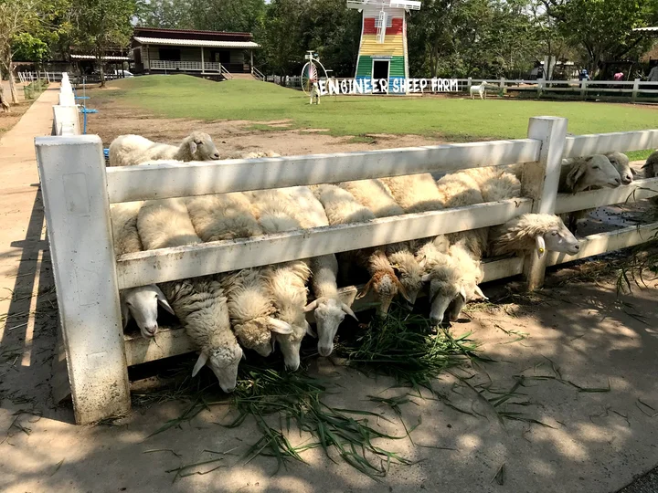 Engineer Sheep Farm Nakhon Sawan