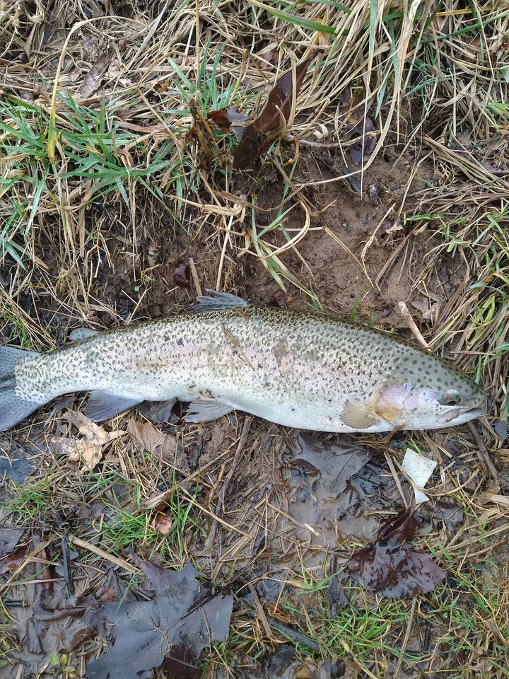 Blue Springs Trout Fishing in Rural Retreat | Ask Anything