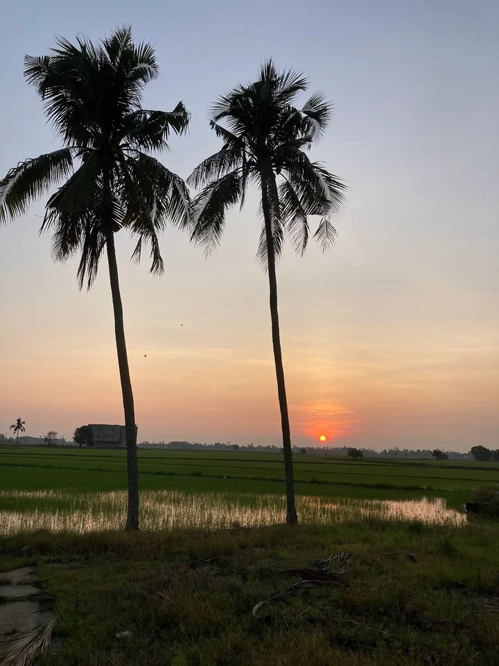 Paddy Field in Penaga | What to Know Before You Go