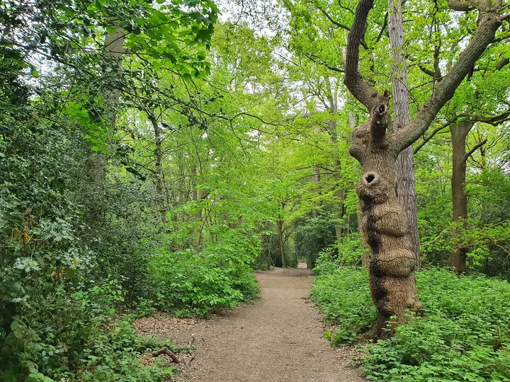 Wimbledon and Putney Commons | What to Know Before You Go