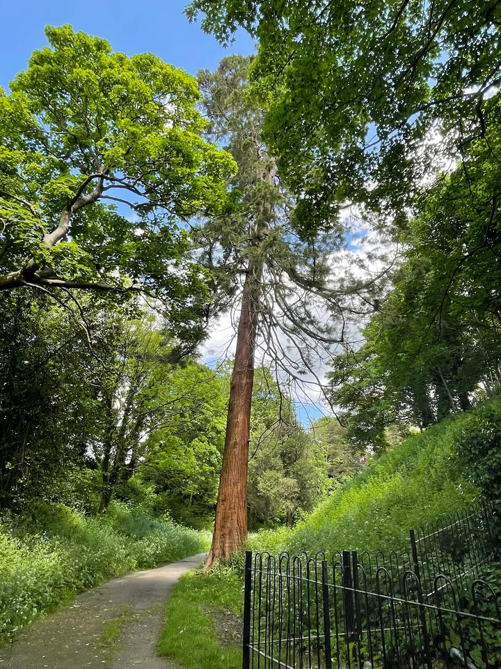 Reigate Castle Grounds in Reigate - Ask AI | mindtrip