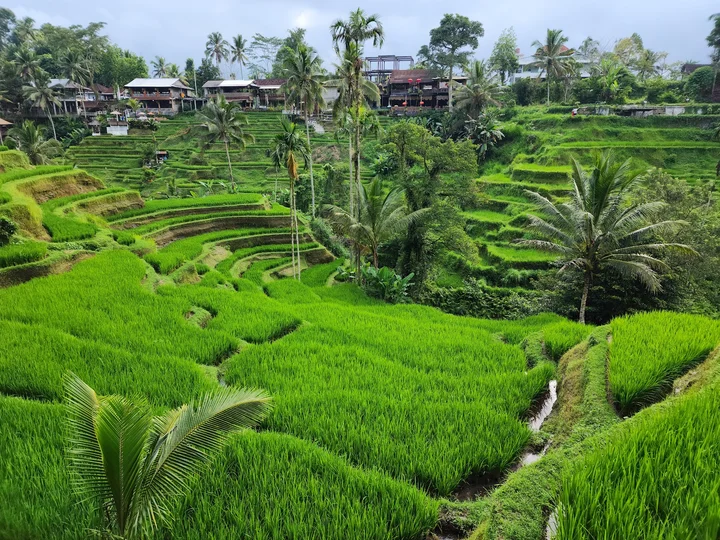 Mupu Rice Terrace in Bresela | What to Know Before You Go