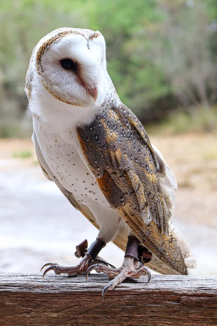Capes Raptor Centre | What to Know Before You Go