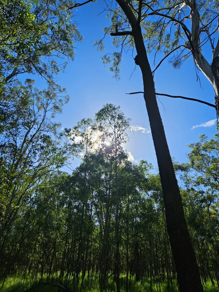 Pooh Corner Bushland Reserve | What to Know Before You Go
