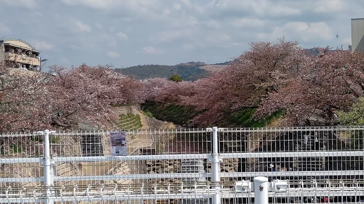 Kawaji Cherry Trees in Nara - Ask AI | mindtrip