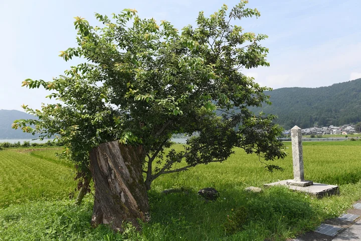 Tennyo-no-Koromokake Yanagi Willow Tree - Ask AI | mindtrip