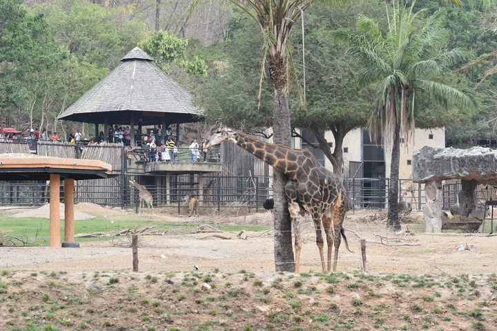 Khao Kheow Open Zoo in Si Racha | What to Know Before You Go
