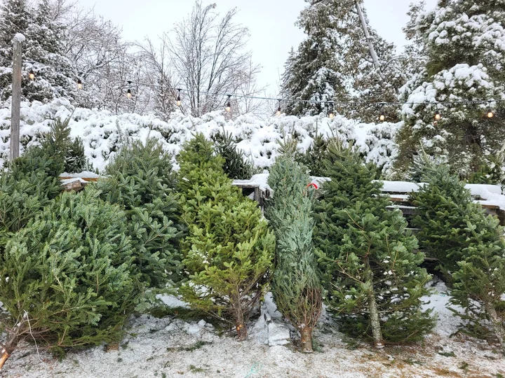 Fallowfield Tree Farm Inc. in Richmond - Ask AI | mindtrip