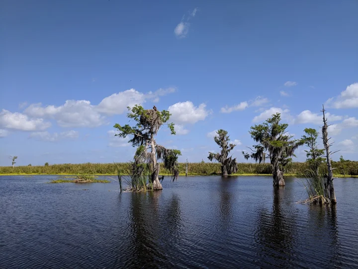 Blue Cypress Conservation Area - Ask AI | mindtrip