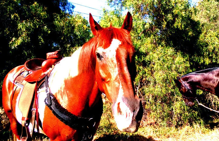 Wagon Wheel Ranch Trail Riding - Ask AI | mindtrip