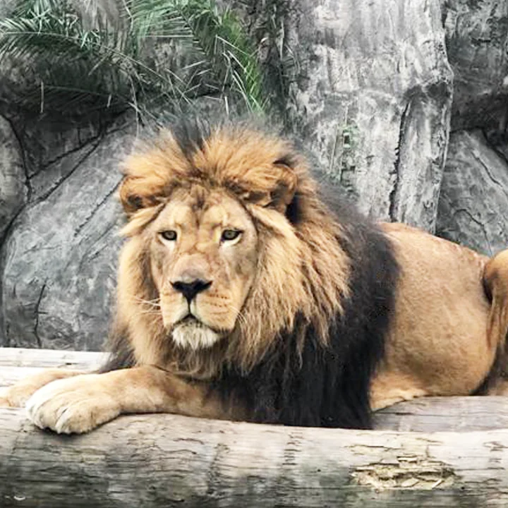 Aslan Park in Istanbul, İstanbul | Ask Anything