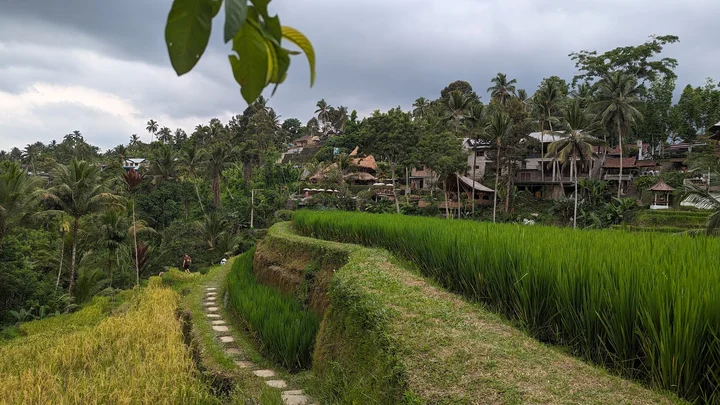 Mupu Rice Terrace in Bresela | What to Know Before You Go