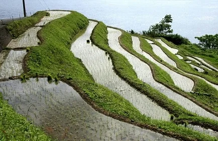 Nii Rice Terraces in Ine-cho - Ask AI | mindtrip