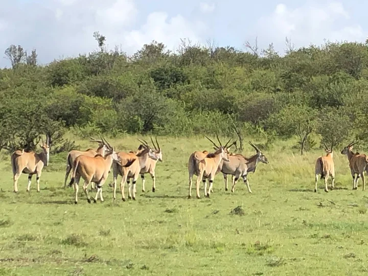 Asilia Africa in Kuwinda, Nairobi County - Ask AI | mindtrip