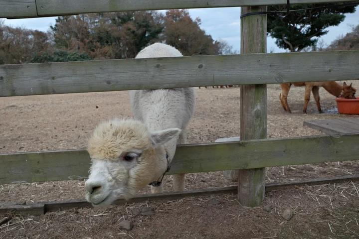 Dochidol Ranch in Jeju, Jeju-do | Ask Anything