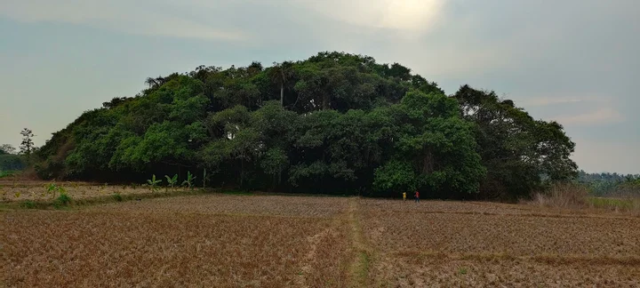 Dodda Alada Mara in Kanive, Karnataka - Ask AI | mindtrip