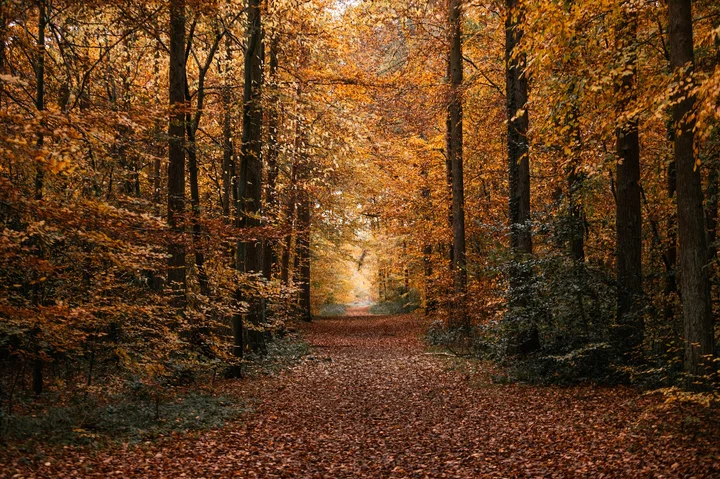 Brandon Country Park in Brandon, England - Ask AI | mindtrip