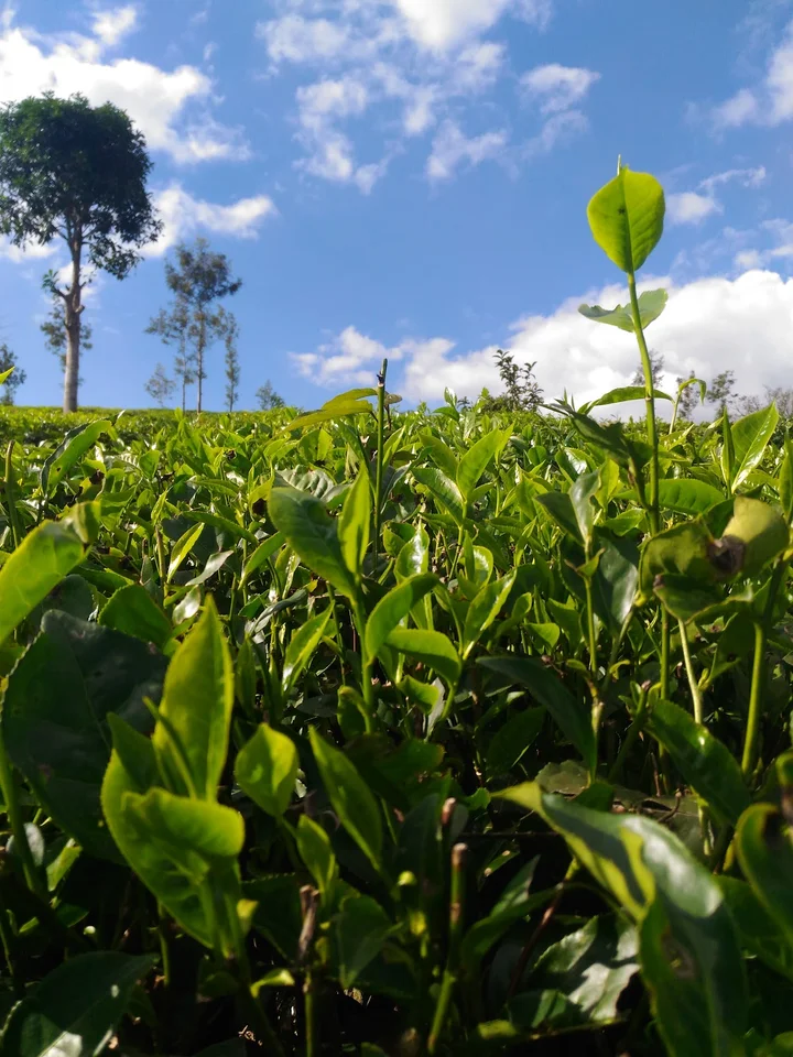 HML TEA PLANTATION in Chundale, Kerala - Ask AI | mindtrip
