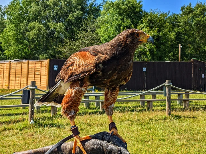 UK Owl and Raptor Centre in Groombridge - Ask AI | mindtrip