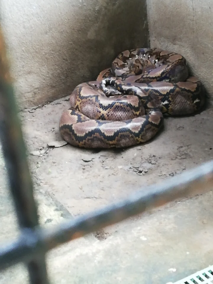 Bohol python & Wildlife Park - Ask AI | mindtrip