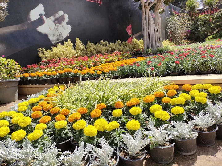 orman-garden-in-cairo-ask-ai-mindtrip
