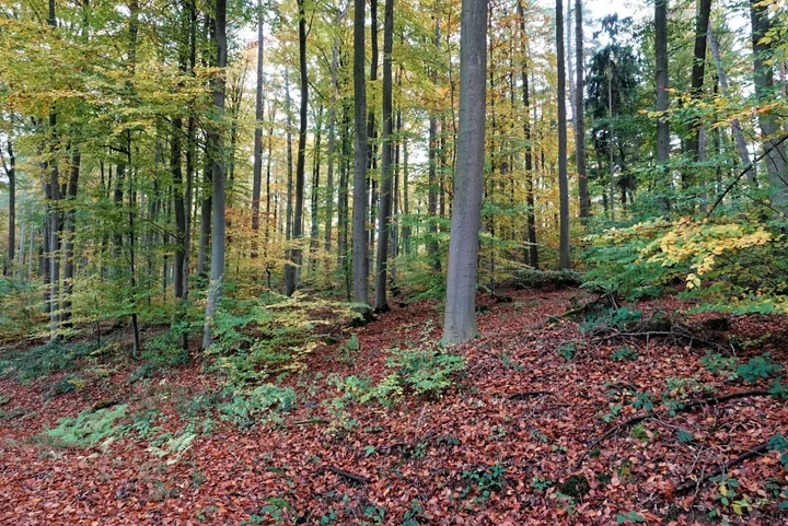 Steigerwald Nature Park in Huttenheim - Ask AI | mindtrip