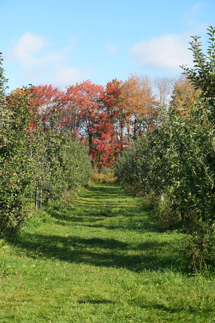 Peck Farm Orchard in Adamant, Vermont - Ask AI | mindtrip