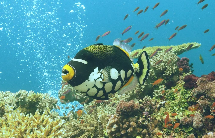 KoroSun Dive in Savusavu, Northern Division | Ask Anything