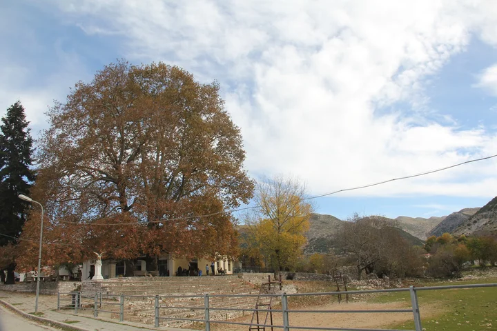 Progonat Historical Plane Tree in Nivica - Ask AI | mindtrip