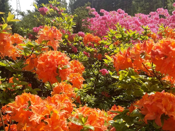 Haaga Rhododendron Park in Helsinki - Ask AI | mindtrip