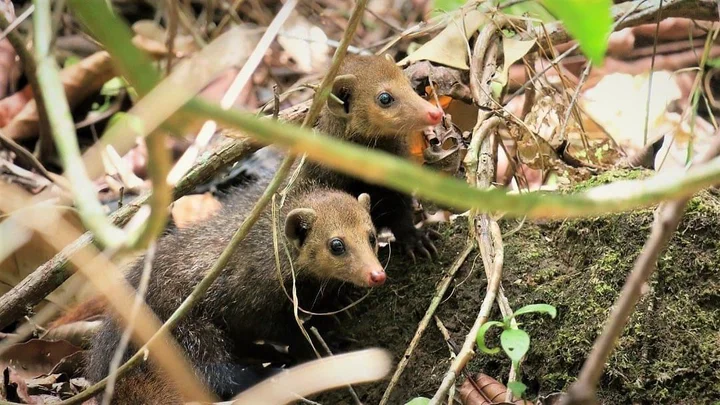 Libassa Wildlife Sanctuary in Marshall - Ask AI | mindtrip