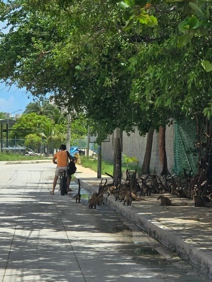 Coatís área in Cancun, Quintana Roo - Ask AI | mindtrip