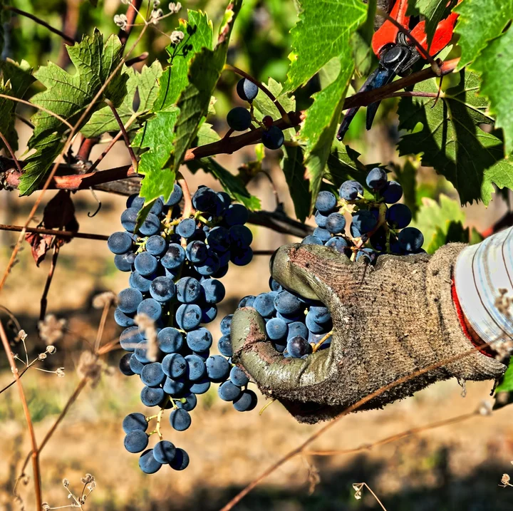 Pacina in Castelnuovo Berardenga, Toscana | Ask Anything